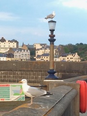 Larus argentatus argentatus