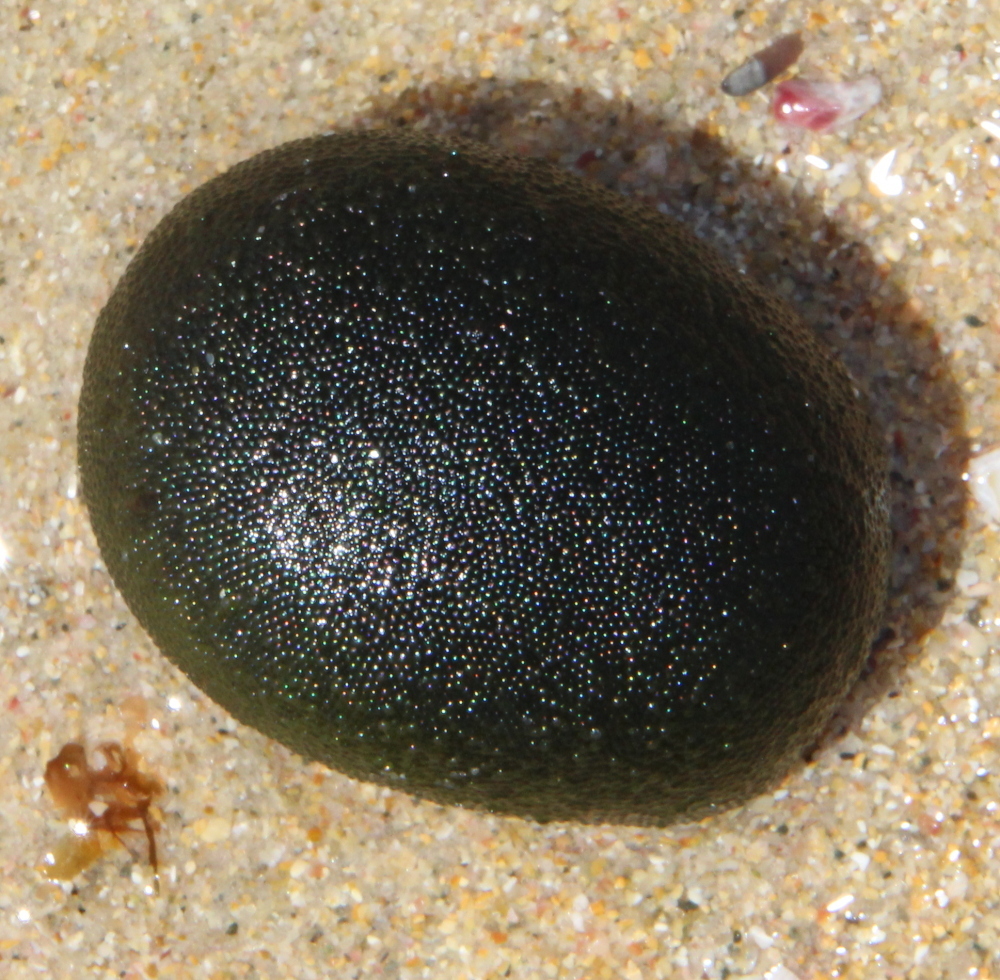 Codium cranwelliae