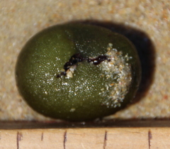 Codium cranwelliae
