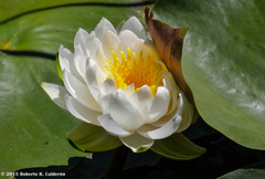 Nymphaea odorata odorata