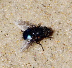 Calliphora quadrimaculata