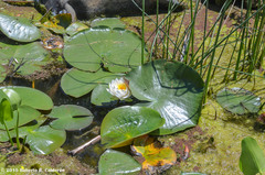 Nymphaea odorata odorata