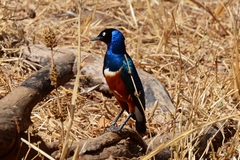 Superb Starling photo 3