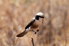 Eurocephalus ruppelli