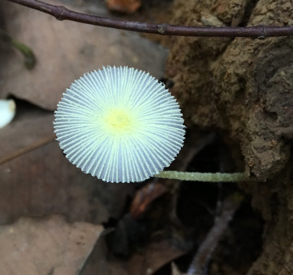 Leucocoprinus fragilissimus · October 2017 · photo: © desertnaturalist (iNaturalist, cc-by)