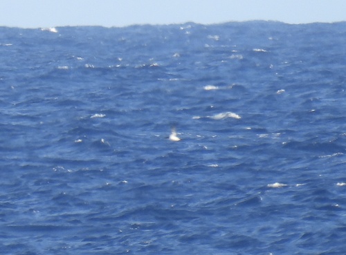 Newell's Shearwater (Puffinus newelli), photo 3