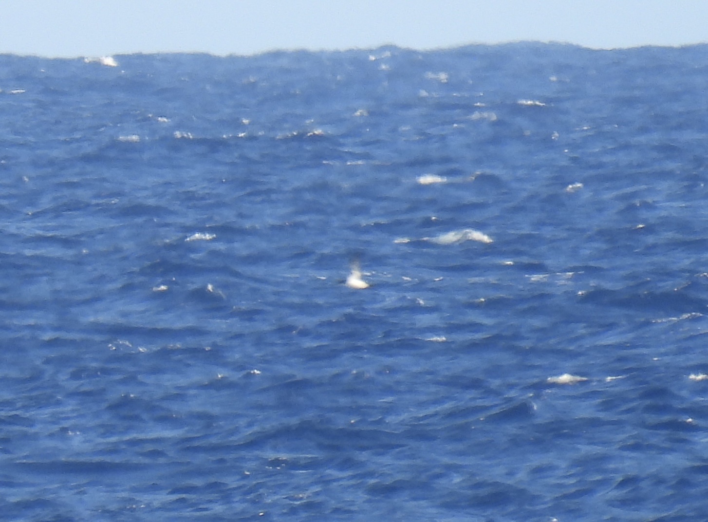Newell's Shearwater (Puffinus newelli), photo 4