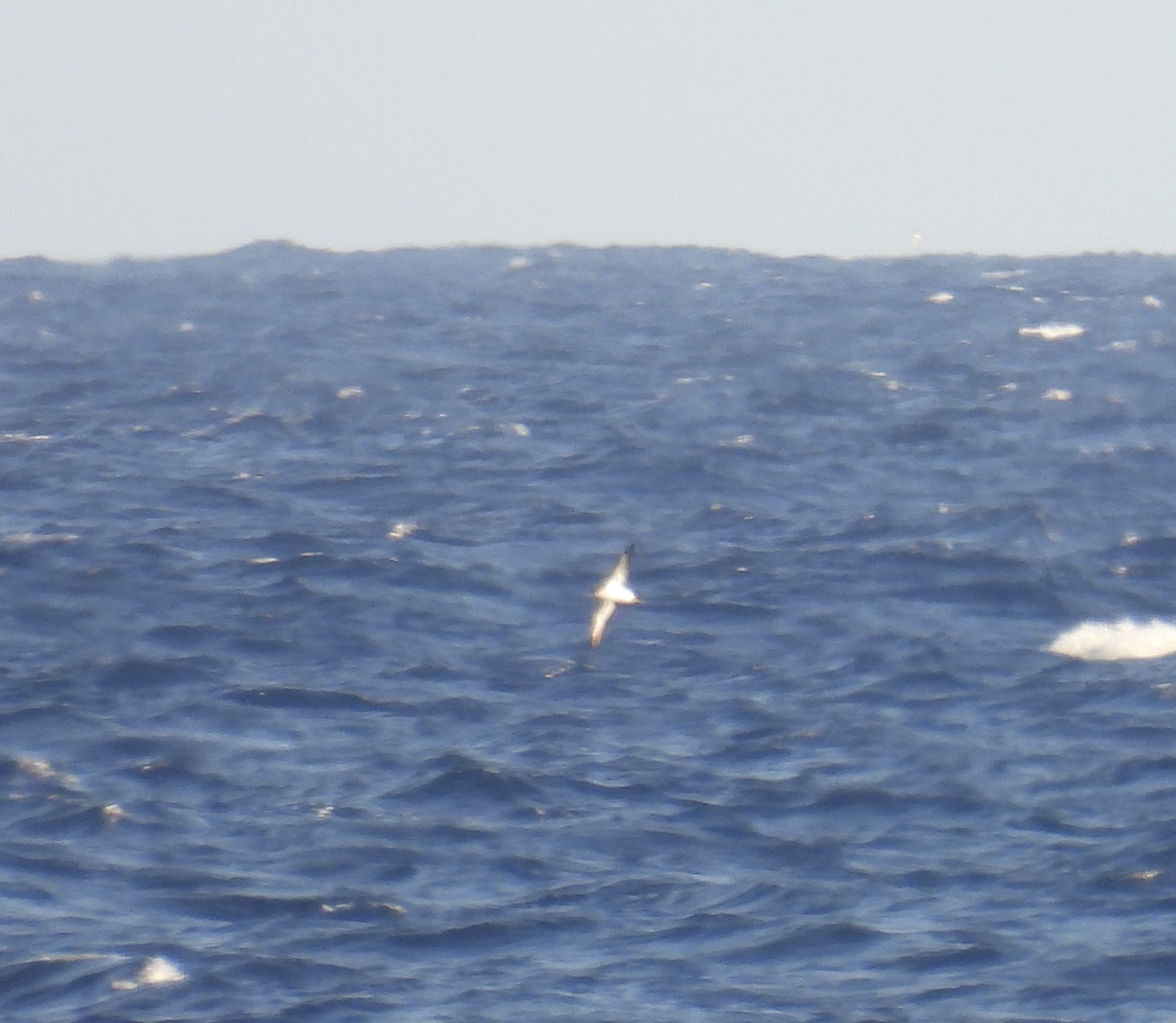 Newell's Shearwater (Puffinus newelli), photo 9