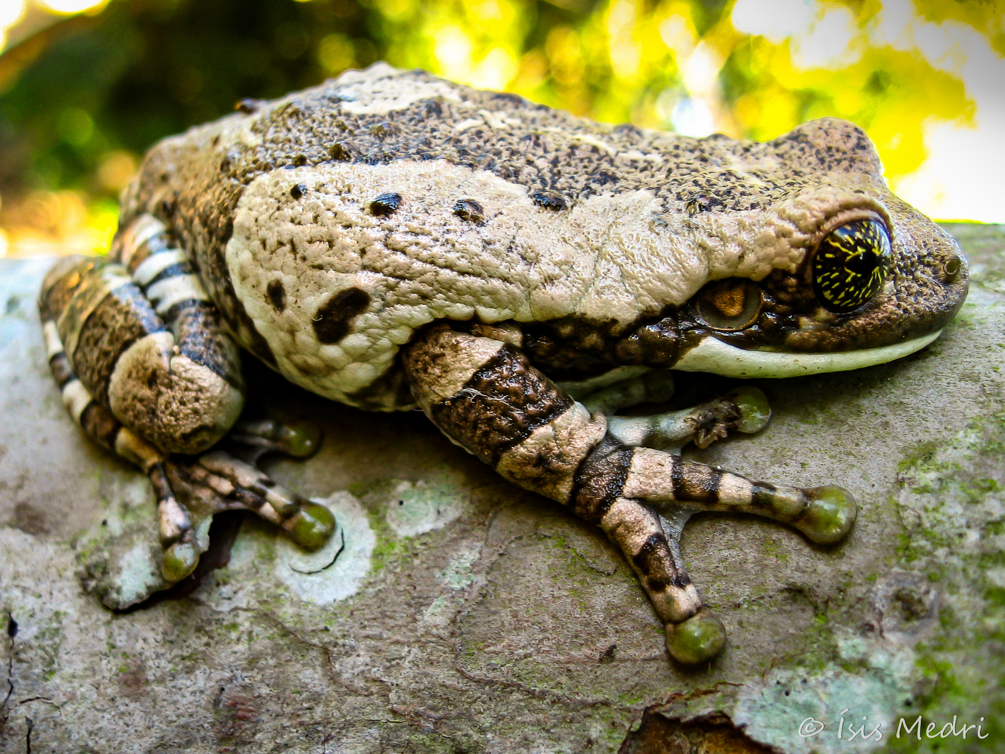 Green Tree Frog (Frog/Toad Species of the Hampton Roads Area) · iNaturalist