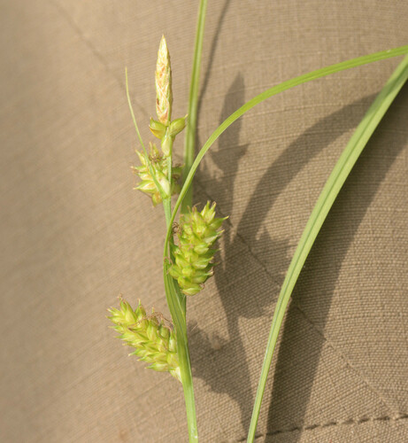 Carex X fulva