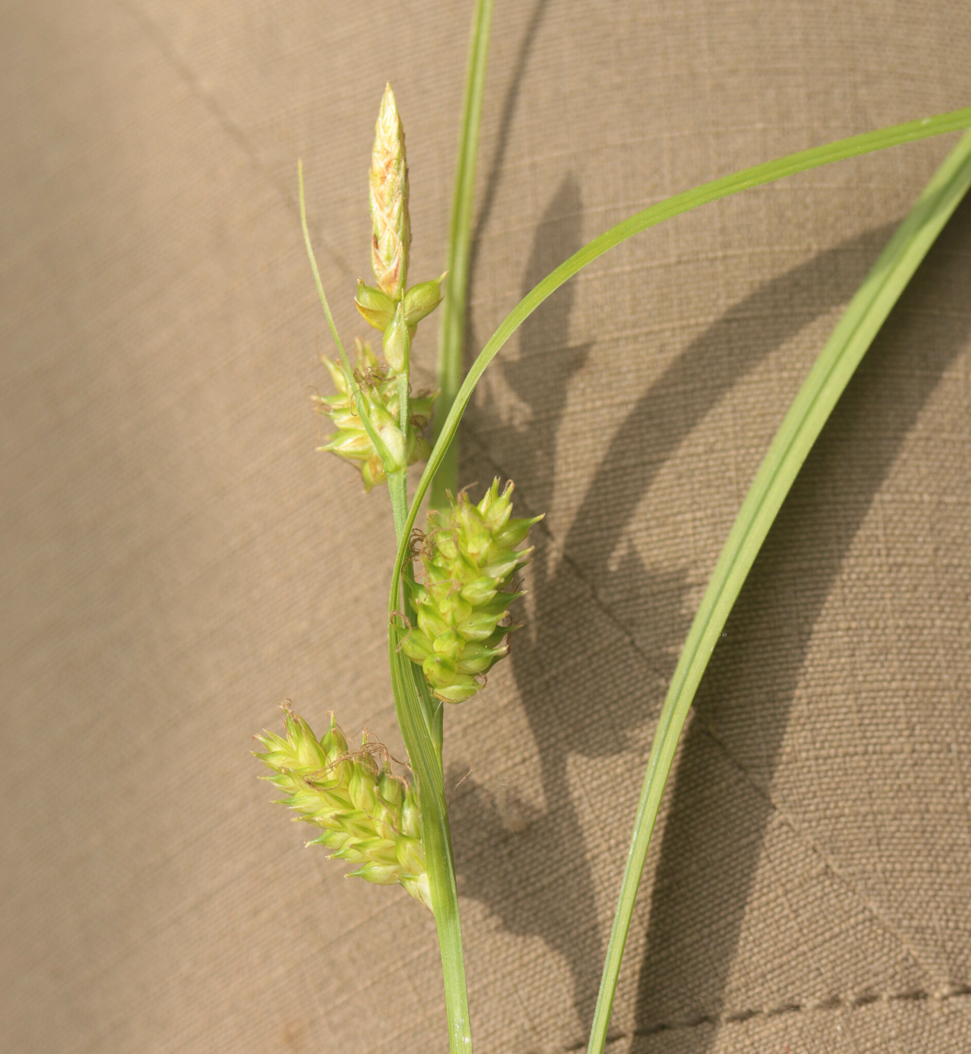 Carex X fulva