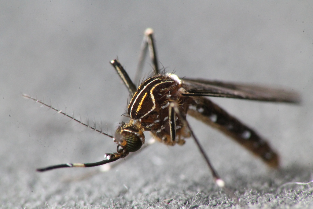 Striped Mosquito from Katikati, New Zealand on January 06, 2019 at 10: ...