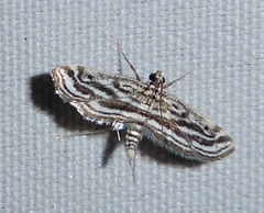 Parapoynx fluctuosalis