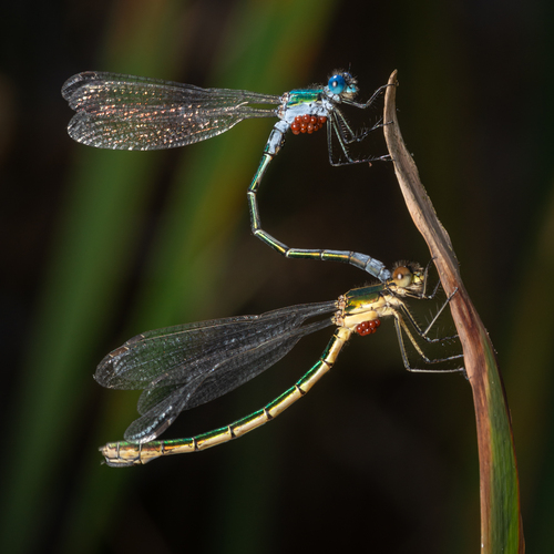 Emerald Spreadwing, photo 5 of 10