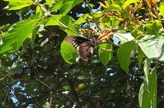 Battus polydamas