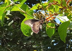 Battus polydamas