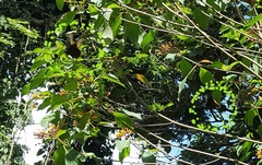 Battus polydamas