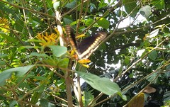 Battus polydamas