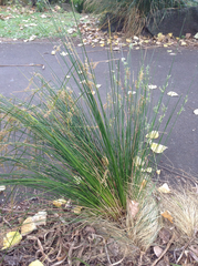 Juncus sarophorus