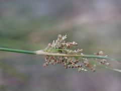 Juncus sarophorus