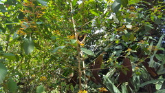 Battus polydamas