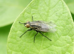 Oxysarcodexia varia