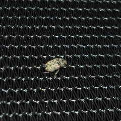 Choraginae