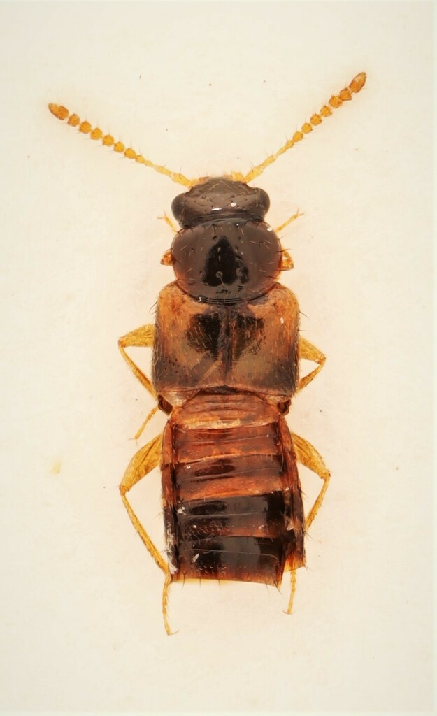 Gyrophaena flavicornis