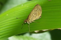 Callimormus interpunctata