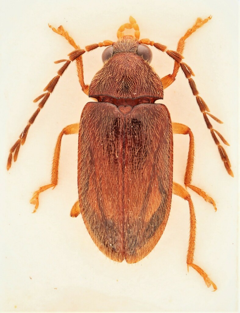 Ptilodactyla nanoderma