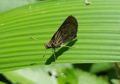 Callimormus interpunctata