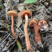 Laccaria laccata - Photo (c) Alden Dirks, algunos derechos reservados (CC BY-NC), subido por Alden Dirks