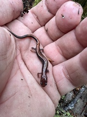 Plethodon cinereus image