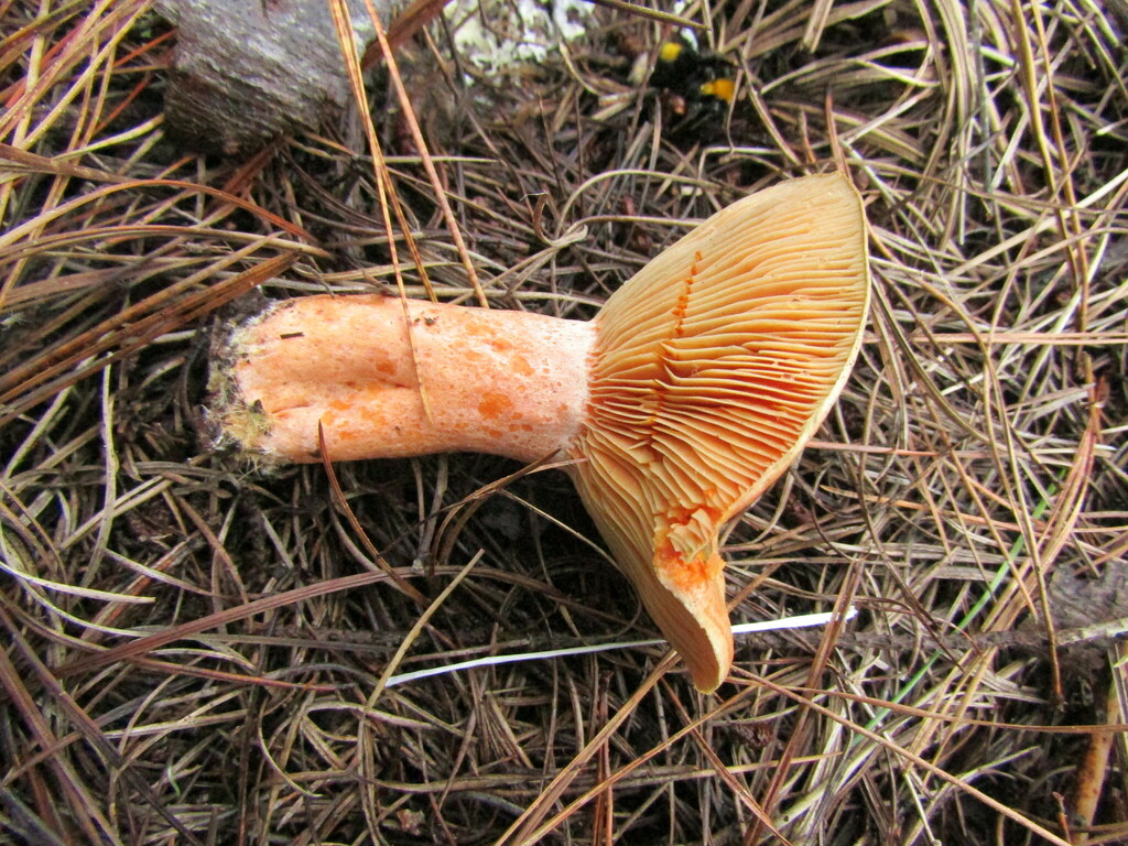 Lactarius deliciosus · July 2023 · photo: © avilezbf (iNaturalist, cc-by)