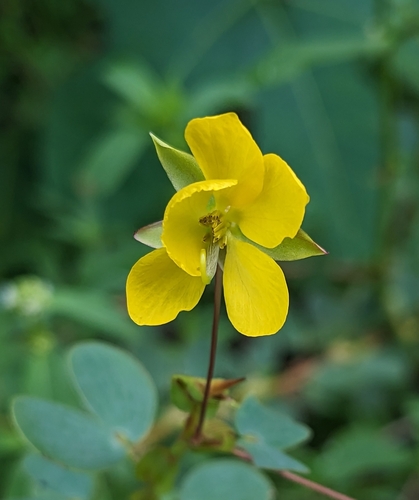 Chamaecrista diphylla
