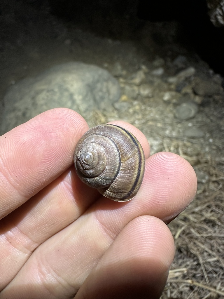 Santa Cruz Island Shoulderband Snail in July 2023 by Matthew Lachiusa