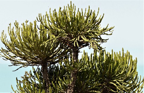 Euphorbia confinalis ssp. confinalis