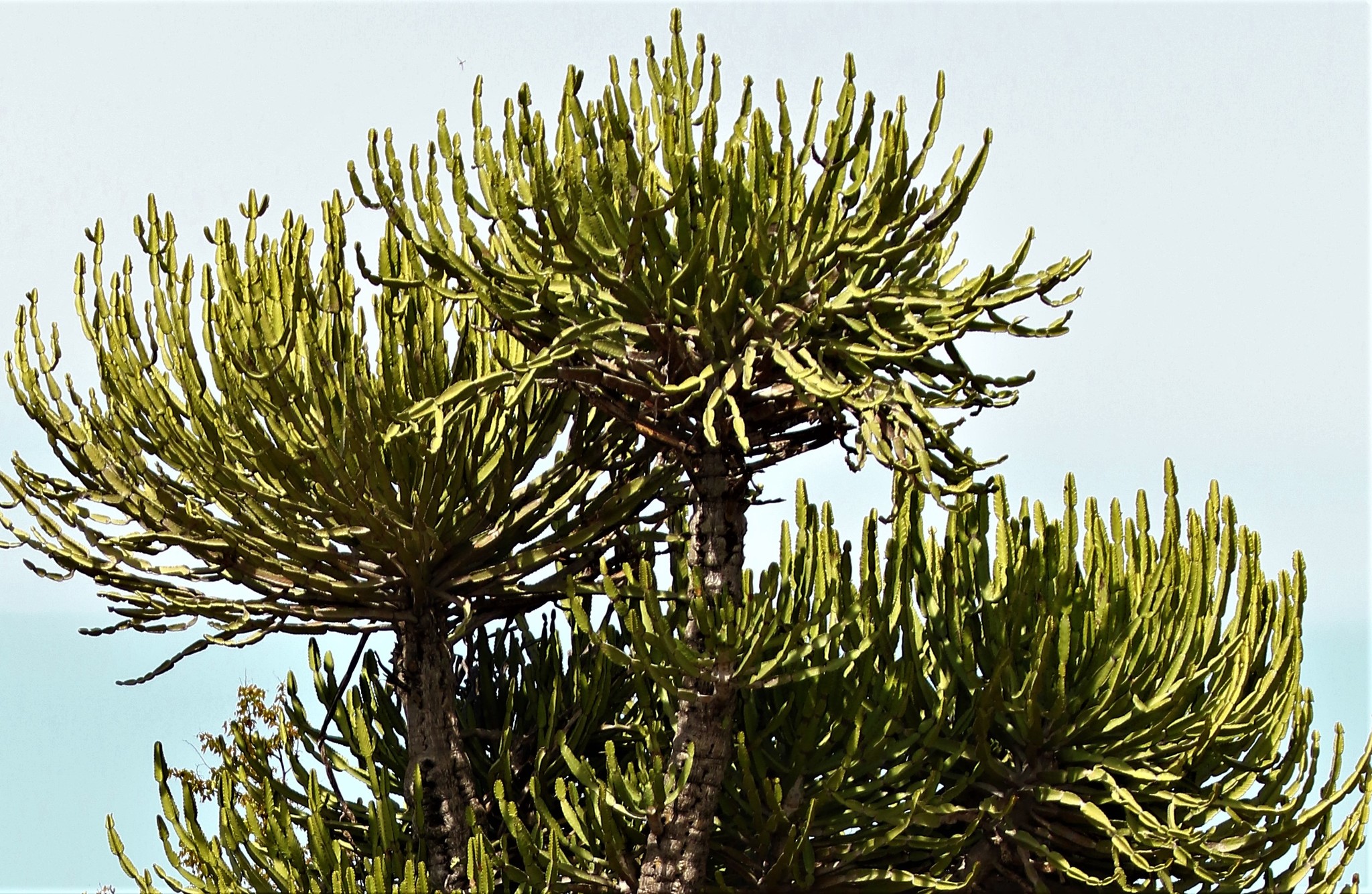 Euphorbia confinalis ssp. confinalis