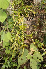 Epidendrum cardiophorum image
