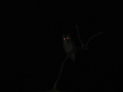 Bubo virginianus nacurutu