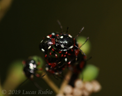 Chinavia erythrocnemis
