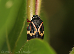 Deois flexuosa