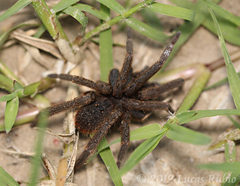 Ancylometes concolor