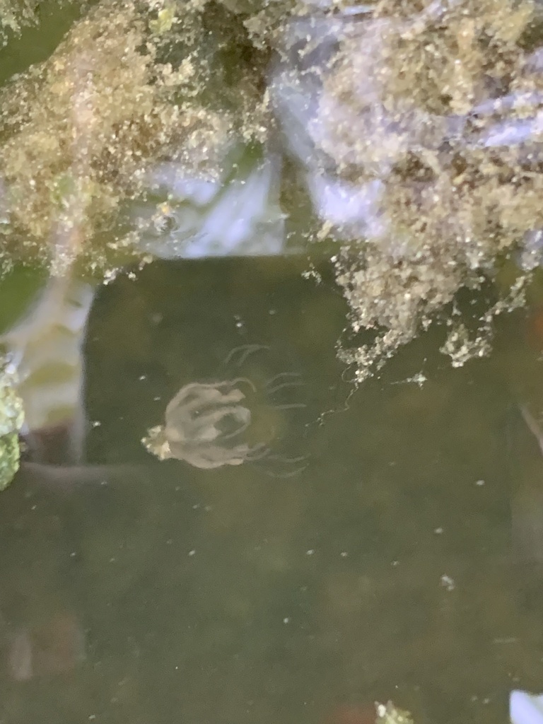 Mangrove Box Jelly from Big Pine Key, Big Pine Key, FL, US on June 30
