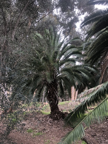 Phoenix canariensis