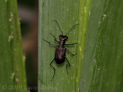 Odontocheila chrysis