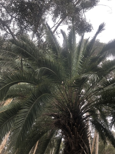 Phoenix canariensis