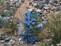 Eritrichium argenteum