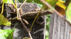 Anolis sagrei