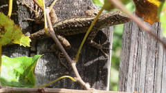 Anolis sagrei